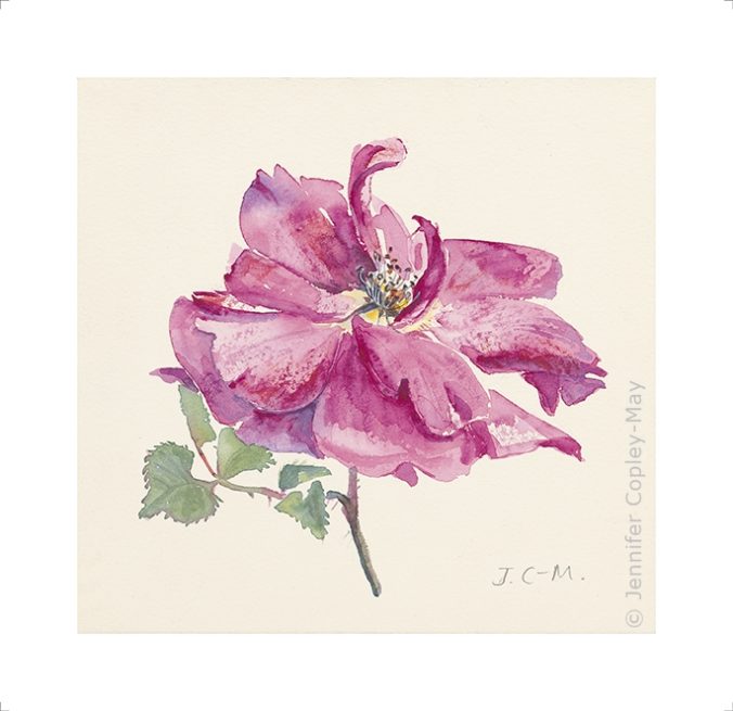 English Rose Fine Art Print 23.5cmx24cm by Jennifer Copley-May