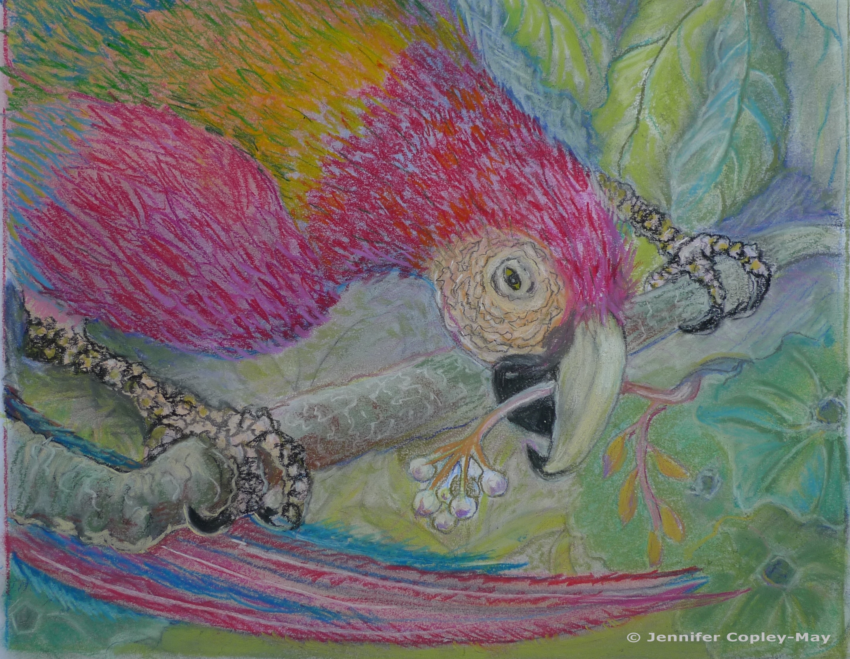 Percy, 2018, dry pastel on paper by Jennifer Copley-May