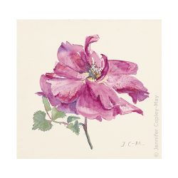 English Rose Fine Art Print 23.5x24cm